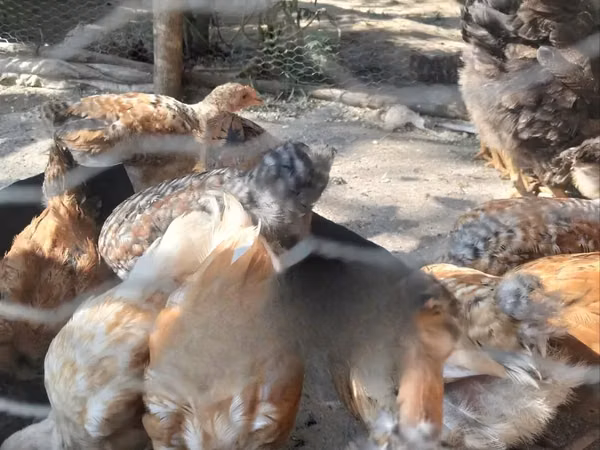 Chickens