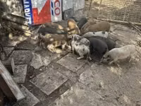 नर सूअर — फ़ोटो 2