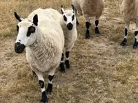 भेड़, Cerry Hill sheep — फ़ोटो 5