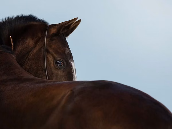 فرس, Akhal-Teke