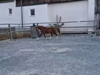 Farasi dume, Welsh Cob — picha 4