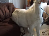 Farasi jike, Miniature horse — picha 7