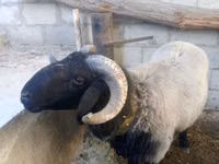 Widder, Blackheaded Persian sheep — Foto 1