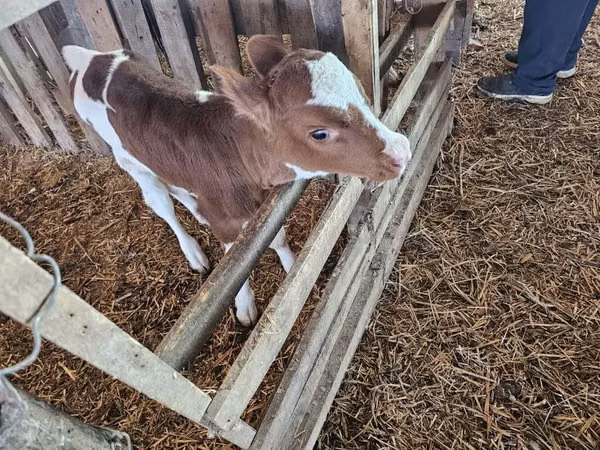 Bull, Montbéliarde