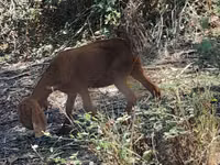 Mbuzi jike, Mbuzi — picha 7