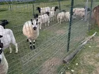 भेड़, Cerry Hill sheep — फ़ोटो 6