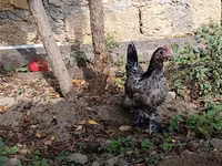 Chickens — Foto 2