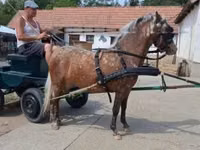 Mare, Berber horse — photo 1
