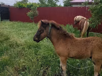 母马, Australian Pony — 照片 3