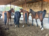 Caballo, Horse breed — foto 5