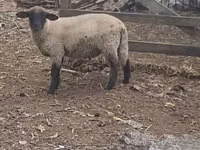 Ram, White Suffolk sheep — photo 2