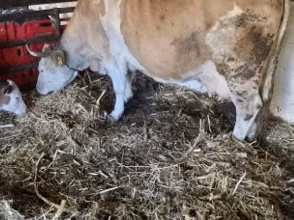 गाय, Simmental cattle