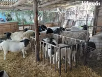 Kondoo jike, Dorper sheep — picha 2