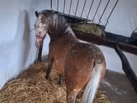 Mare, Berber horse — photo 2