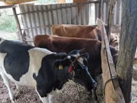 सांड, Russian Black pied cattle — फ़ोटो 3