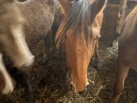 فرس, Kustanai horse — الصورة 2