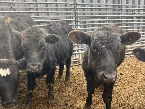 Ng'ombe dume, Aberdeen – Angus