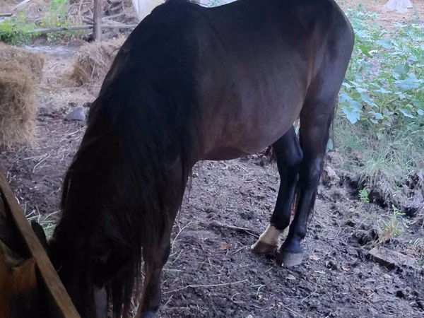 Farasi dume, Farasi