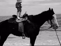 Farasi jike, American paint horse — picha 3