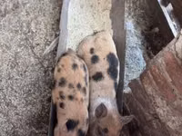 خنزيرة, الخنازير — الصورة 7