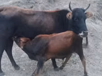 Ng'ombe jike, Ng'ombe — picha 1