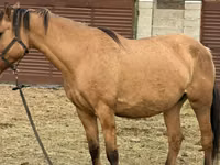घोड़ी, Kyrgyz Horse — फ़ोटो 5