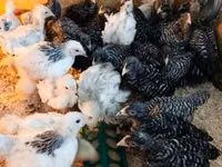 Chickens — फ़ोटो 6