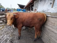 Bull, Russian Black pied cattle — photo 4