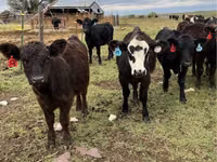 Bovinos (lote, sexo no especificado), Aberdeen-Angus — foto 1