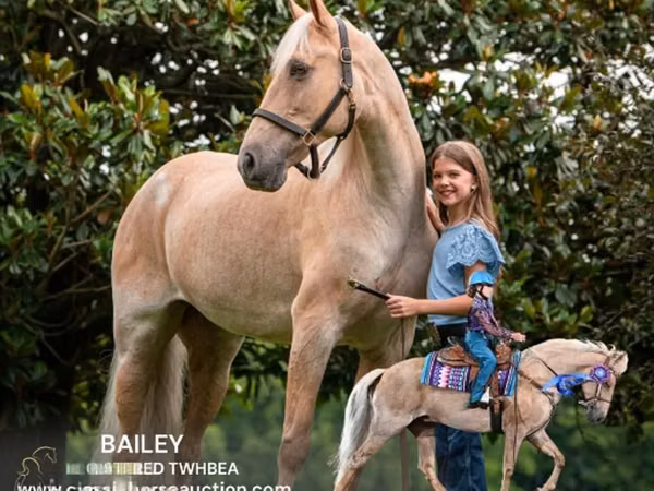 فرس, Palomino