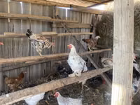 Chickens — फ़ोटो 1