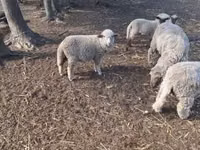 Ram, Sheep — photo 3
