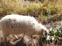 公羊, Racka sheep — 照片 8