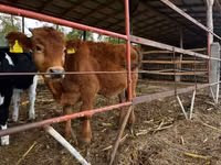 Ng'ombe (kikundi, jinsia haijatajwa), Ng'ombe wa Limousin — picha 4