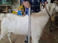 Mbuzi dume, Nubian Goat — picha 2