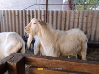 Billy Goat, Saanen goat — photo 2