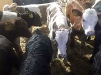 牛只（批次，未指定性别）, Cattle — 照片 2