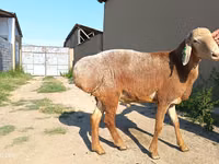 Carnero, Agin sheep — foto 5