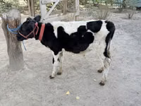 公牛, Russian Black pied cattle — 照片 3