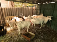 公山羊, Saanen goat — 照片 3