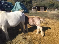 Farasi dume, Gypsy horse — picha 4