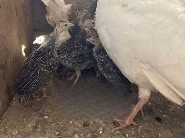 Turkeys