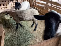 Carnero, White Suffolk sheep — foto 1