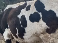 Kuh, Russian Black pied cattle — Foto 3