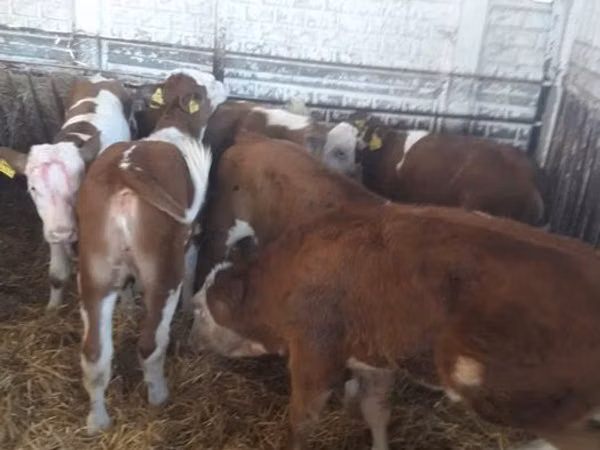 牛只（批次，未指定性别）, Simmental cattle
