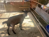Mbuzi jike, Czech Brown Shorthaired goats — picha 3