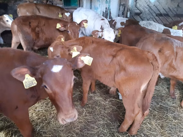 Bull, Simmental cattle