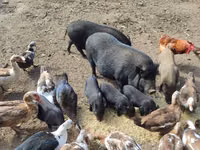 Eber, Schweine — Foto 4
