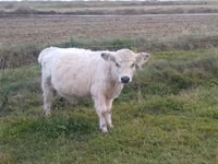 Bulle, Galloway-Rind — Foto 2