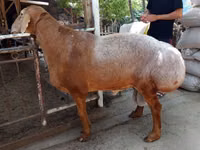 Ram, Sheep — photo 1